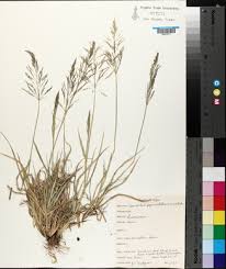 Image result for Sporobolus coromandelianus