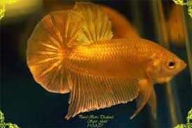 Completely made of gold, it fascinates and attracts eyes. Ikan Cupang Super Gold Dan Jenisnya