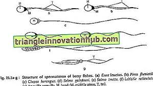 A flexible rodlike structure that forms the main support of the body in the lowest chordates; Ø§Ù„ØªØ·ÙˆØ± Ø§Ù„Ø¬Ù†ÙŠÙ†ÙŠ ÙÙŠ Ø§Ù„Ø£Ø³Ù…Ø§Ùƒ Ù…Ø¹ Ø±Ø³Ù… Ø¨ÙŠØ§Ù†ÙŠ