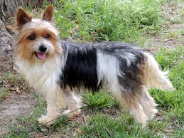 We are here for you every step of the way, from your first inquiry to after you buy a puppy. Biewer Terrier Info Temperament Puppies Pictures
