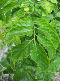 Image result for Clausena