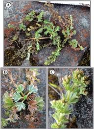 Image result for Alchemilla johnstonii