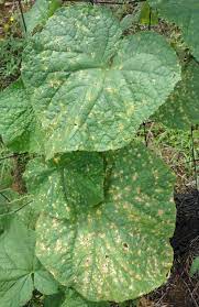 Factsheet Cucumber Leaf Spot 189