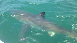Shark attacks are rare in hawaii, but they can occur. Wangi Wangi Shark Sighting Big Great White Shark Eyeballs Fisherman On Lake Macquarie Newcastle Herald Newcastle Nsw