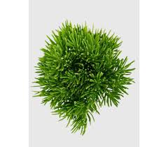 Image result for Senecio subsessilis