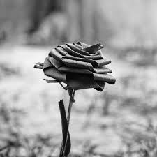 Flowers need water to grow, and where there's water, there is usually fungus. Hd Wallpaper Plant Flower Clothing Apparel Agaric Fungus Mushroom Wallpaper Flare