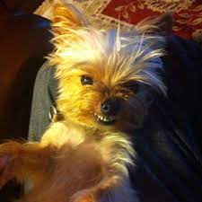 my babie yorkie smiling hah yorkie baby yorkie funny dogs