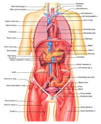 What organs are located in the right upper quadrant? Internal Organs Human Anatomy Koibana Info Menschlicher Korper Anatomie Anatomie Des Korpers Menschlicher Korper