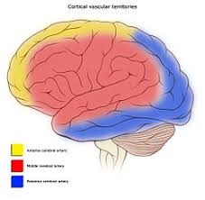 Cat femoral artery and vein, nerves, 200x h&e, 6um. Cerebral Circulation Wikipedia