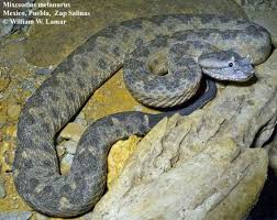 Image result for Pycreus melas