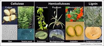 Plant Cell Wall Polymers As Precursors For Biofuels Sciencedirect