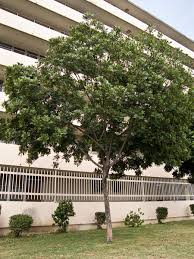 Image result for Dewildemania filifolia