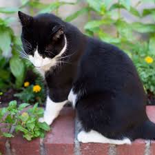 Lots more natural cat deterrent tips available at sprinkle dried rosemary or lavender around your bedding plants or other problem areas for a quick and i thought it was interesting that cats, in general do not like lavendar. Methods To Keep Cats Out Of Flower Beds