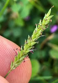 Image result for Sacciolepis indica