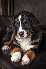Perros Bernese Mountain Dog Bernese Mountain Bermese Mountain Dog