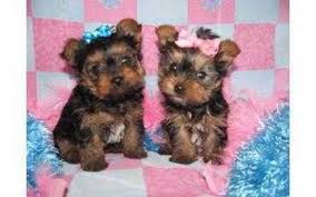 They are the most beautiful babies with. Teacup Yorkie Puppies For Sale Oregon