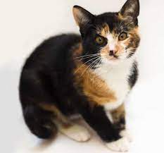 Dilute calico coloring is blue/gray and tan patches on a white/cream fur background, rather than the standard calico of black and red patches on a white fur background. Why Are Male Calico Cats So Rare Cat Fur Calico Cat Calico Kitten