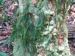 Image result for Vittaria reekmansii