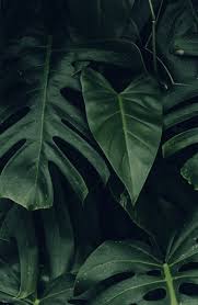 Buy next wallpaper rolls & sheets and get the best deals at the lowest prices on ebay! Dark Green Leaf Wallpapers Top Free Dark Green Leaf Backgrounds Wallpaperaccess