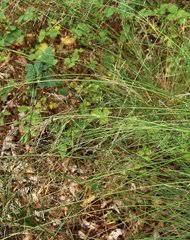 Image result for Eragrostis chapelieri