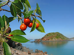 Image result for Mimusops elengi