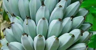 Well, this might sound bizarre. Blue Java Bananas Nutrition Benefits And Uses