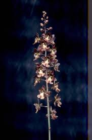 Image result for Oeceoclades saundersiana