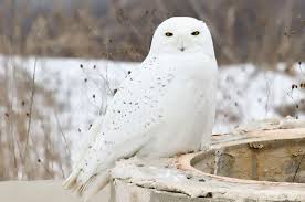 Download gambar tato burung hantu, gambar burung hantu kartun & lainnya. Burung Hantu Salju Si Putih Yang Sabar Bobo