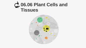 Check spelling or type a new query. 06 06 Plant Cells And Tissues By Maria Castaneda