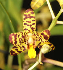 Image result for Ansellia