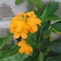 philippine garden plants plants garden plants garden