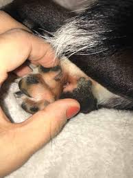 If your dog does not properly absorb zinc, they may develop zinc responsive. My Dog Has These Little Black Dots In Between In Paw Pads Should I Be Concerned He Doesn T Seem To Lick Them Excessively Petcoach