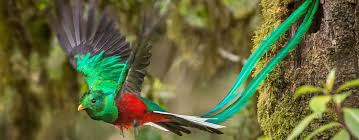 Resource How The Male Quetzal Got His Red Chest It is found from chiapas, mexico to western panama (unlike the other quetzals of the genus pharomachrus, which are found in south america and eastern panama). mexicolore