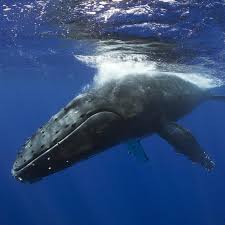 Humpback whales are regular visitors to the hawaiian islands. Differences Between Baleen And Toothed Whales