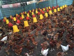Riset membuktikan ada tiga jenis nutrisi yang membantu kesuburan pada pria dan wanita, kata dokter ahli kandungan dan kehamilan dr beeleonie bmedsc spog (k). Ayam Kampung Kacuk