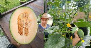 Siram air dan letak tempat teduh, pastikan tanam sentiasa lembap. Tanam Rock Melon Tepi Rumah Beli Buah Keringkan Biji Jadikan Benih Mingguan Wanita