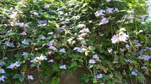 Image result for Thunbergia laborans