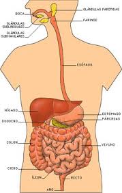 Sistema Digestivo 4ba0890268e21 Img Jpg 374 589 Aparato Digestivo Humano Organos Del Cuerpo Humano Sistema Digestivo Para Ninos