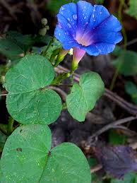 Image result for Ipomoea parasitica