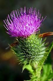 O Flower Of Scotland Ah My Dad Made Sure I Knew I Was Of Scottish Heritage Miss You Dad Thistle Flower Scotland Flowers