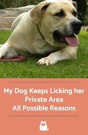 Pin On Animal Things