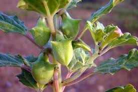 Image result for Pedalium