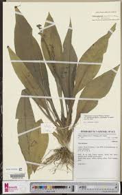 Image result for Chlorophytum sparsiflorum