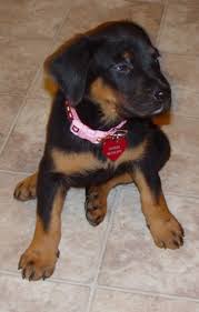 Labrador retriever puppy for sale in kirkwood, pa, usa. Lab Rottie Mix For Sale