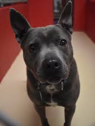 Maybe you would like to learn more about one of these? More Dogs Join 36 Already In Protective Custody Nhspca