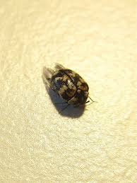 List of mayflies of the british isles. Garden Sage Beware The Tiny Black Beetle With Orange Spots Home Garden Tucson Com
