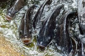 Tree fish farm legit or scam. Tilapia Fish Farming Information And A Complete A To Z Guide Farming Pedia In 2021 Tilapia Fish Farming Fish Farming Catfish Farming