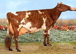 Check spelling or type a new query. Ridale Genetics Heavenly Betty Exp Ex 93 3rd Best Facebook
