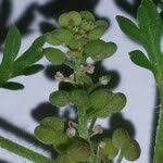 Image result for Coronopus didymus