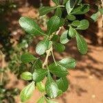 Image result for Searsia gueinzii